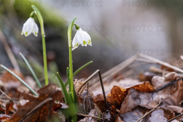 Two spring snowflakes (Leucojum vernum) sprouting through foliage in the spring forest, showing the
