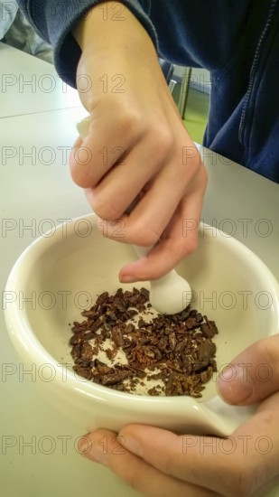 Westerberg, Osnabrück, Lower Saxony, Germany, Two hands crush cocoa beans in a white mortar with a