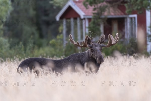 A large bull moose (Alces alces) stands in a wide wheat field with a small red house in the