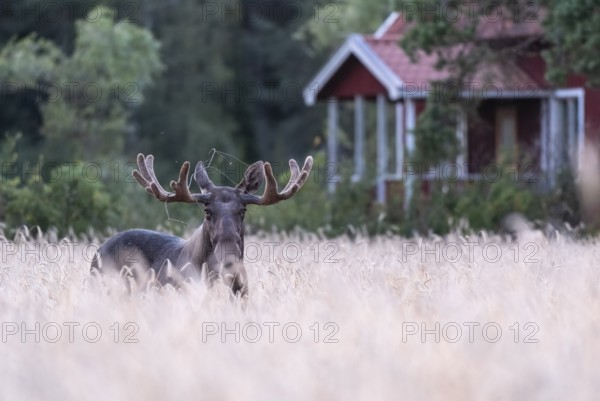 A bull elk moose (Alces alces) stands in a golden wheat field in front of a small red house Swedish