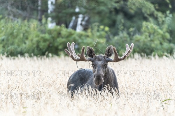 A bull elk moose (Alces alces) with large antlers looks through a field of yellow wheat into a