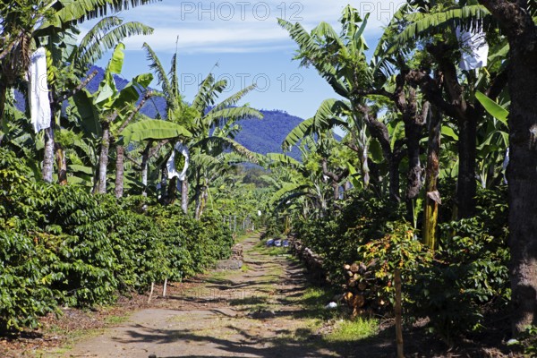 Banana trees on a coffee plantation in the highlands near Antigua, Sacatepéquez Department,