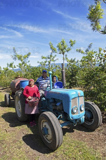 Guatemalan coffee pickers on a coffee plantation in the highlands near Antigua, Sacatepéquez