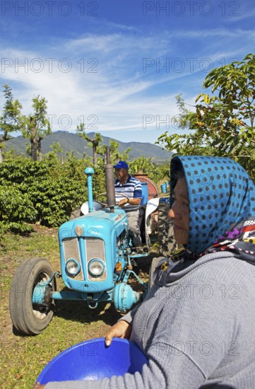 Coffee pickers on a coffee plantation in the highlands near Antigua, Sacatepéquez Department,