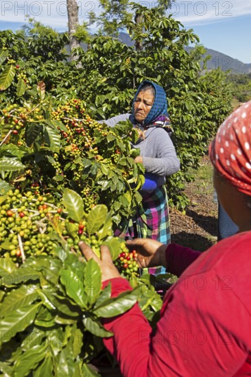 Guatemalan coffee pickers on a coffee plantation in the highlands near Antigua, Sacatepéquez