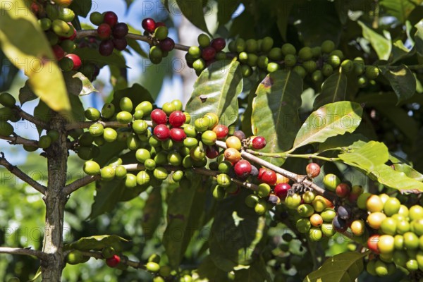 Coffee berries or coffee cherries on the bush on a coffee plantation in the highlands near Antigua,