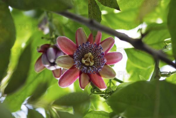 Blossom of the passion flower (Paasiflora), old town, Antigua, highlands, Departamento