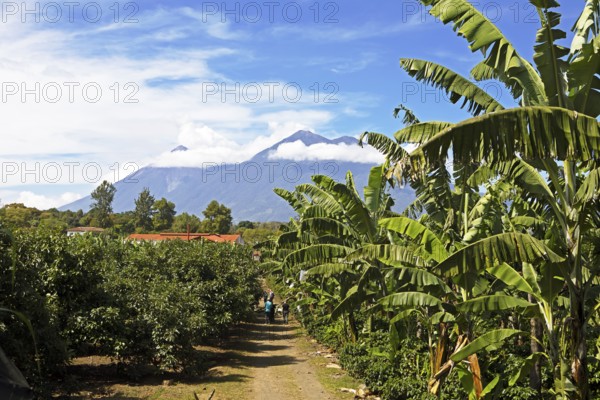 Coffee plantation in the highlands near Antigua, at the back of the Fuego volcano, Sacatepéquez