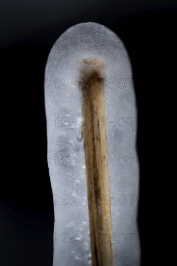 Reed stalks wrapped in transparent ice, Korpoström, Korpo or Korppo, southwestern archipelago,