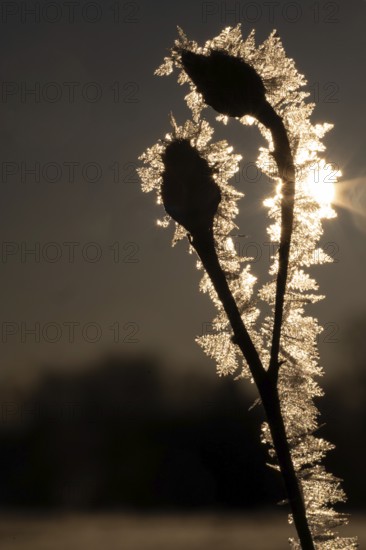 Close-up of frost-coated plant with ice crystals in backlight on a clear winter morning,