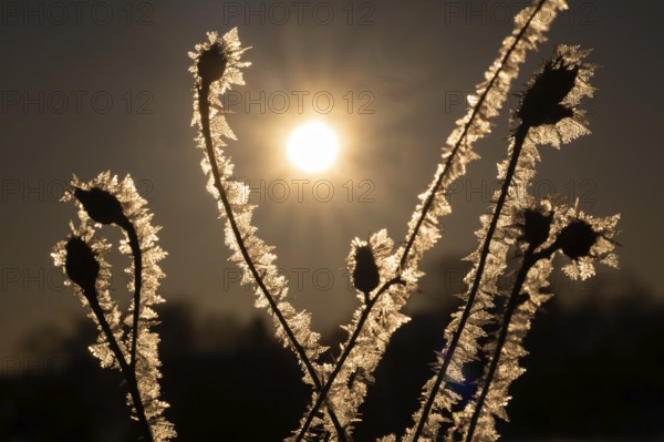 Frost-coated plants with ice crystals glow at sunrise, Korpoström, Korpo or Korppo, southwestern
