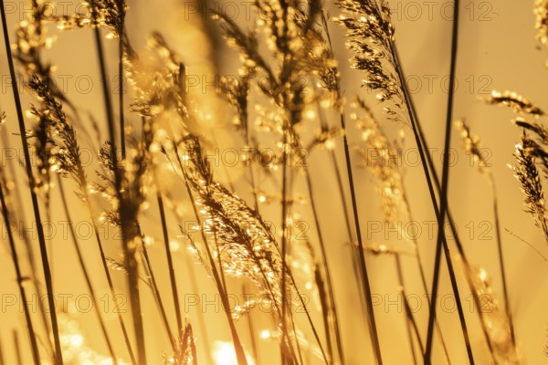 Grasses in backlight at sunset, evening, Korpoström, Korpo or Korppo, southwestern archipelago,