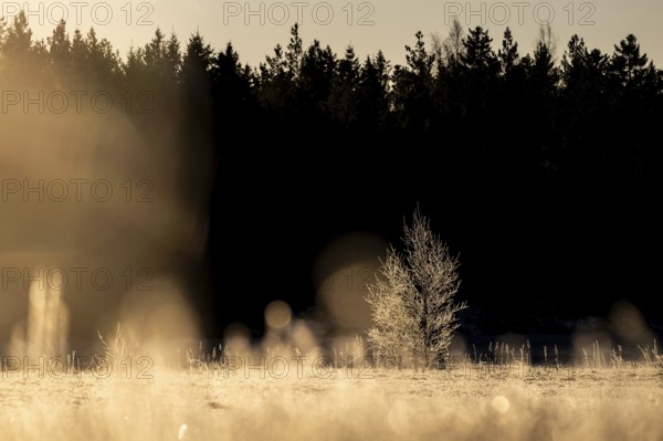 A single tree covered with ice crystals in a field at the edge of the forest in the golden light of