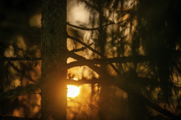 A mystical forest with sunlight shining through the trees, Korpoström, Korpo or Korppo,