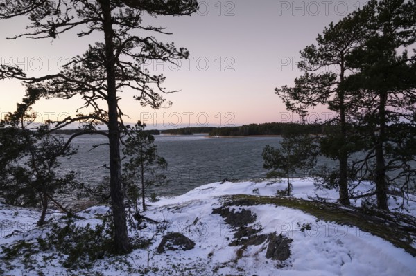 Wintery, snowy coastal landscape with pine trees at dusk with a view of the sea, Korpoström, Korpo