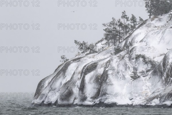 Snowy, windswept coast with pine trees against a grey-white sky, Korpoström, Korpo or Korppo,