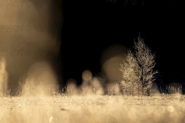 A single tree covered with ice crystals in an open field in the golden light of morning sun,