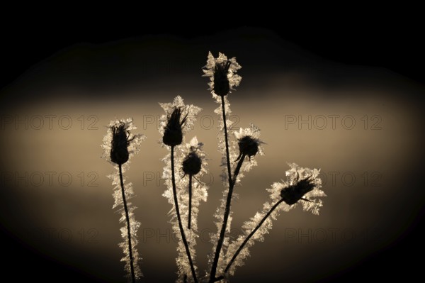 Buds of a plant coated with ice crystals against a dark background, Korpostrom, Korpo or Korppo,
