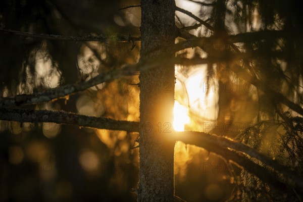 Rays of the rising winter sun penetrate the thick branches of a conifer tree, create a warm