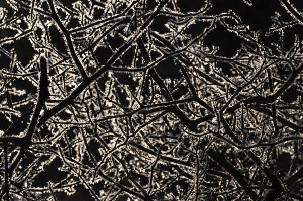 Branched branches covered with ice crystals against a dark background, Korpoström, Korpo or Korppo,