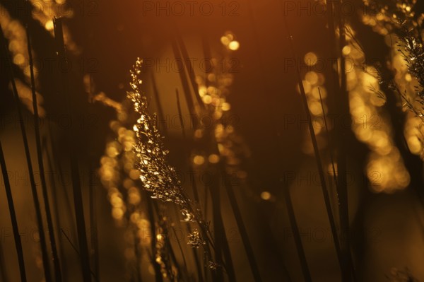 Grasses at sunset with warm golden yellow bokeh, corpostrom, corpo or corppo, southwestern