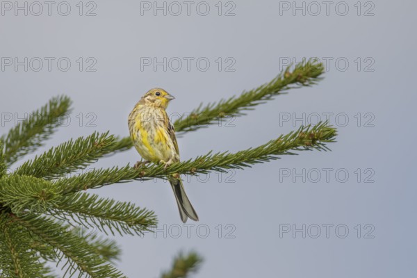 The exact species identification of fledged young birds is difficult, but for experienced