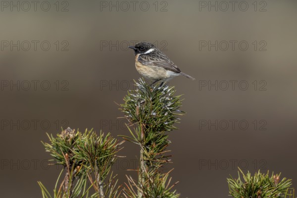 The bird droppings clearly show that the small pine tree is frequently used by the stonechat