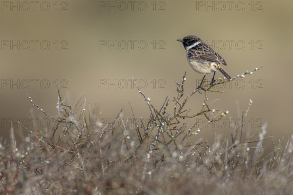 A stonechat (Saxicola rubicola) uses a perch as a vantage point to hunt for flying insects, singing