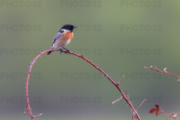 A male stonechat (Saxicola rubicola) in breeding plumage, singing station, breeding area, Germany