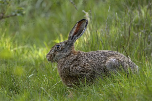 A brown hare (Lepus europaeus) enjoys the fresh greenery in a clearing in the forest, foraging,