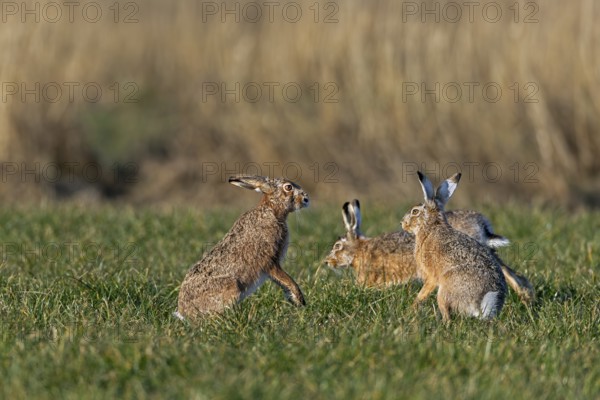 After the chase, a male approaches the female fieldfare (Lepus europaeus), which stands on its hind