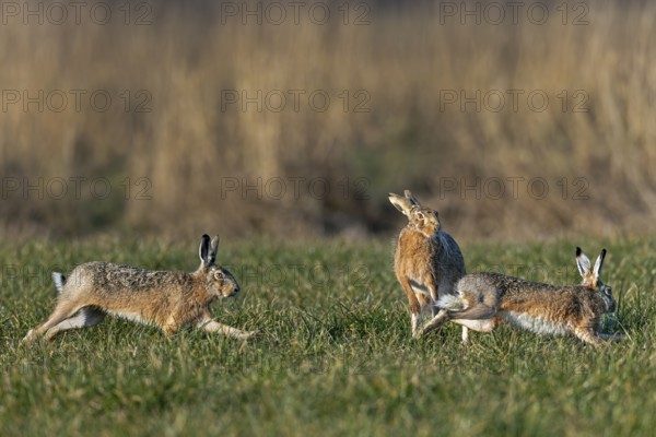 While the males circle the doe (Lepus europaeus) in a wild chase, she stands on her hind legs to