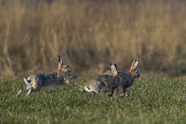 The hares (Lepus europaeus) really get down to business during the chases, there is boxing, biting,