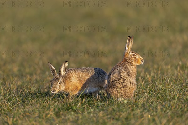 A buck cautiously approaches the fieldfare (Lepus europaeus) from behind, mating season, morning