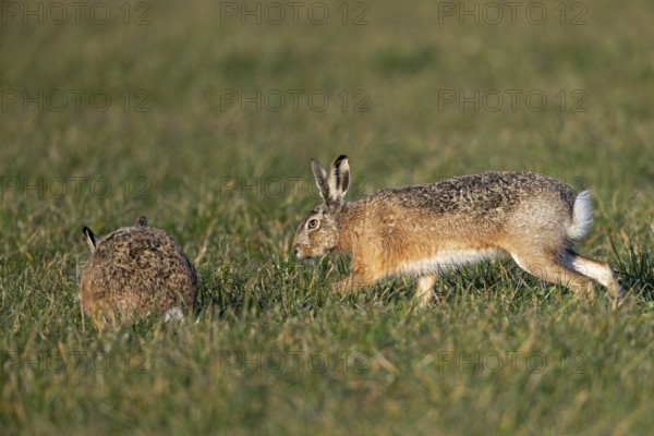After a wild chase, a buck cautiously approaches a doe (Lepus europaeus), mating season, morning