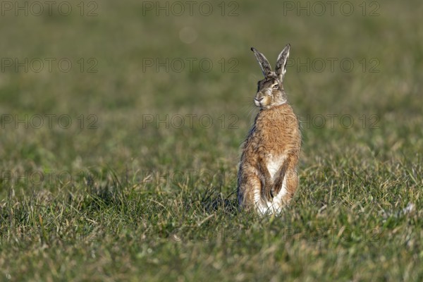 A male hare (Lepus europaeus) in the mating season, first of all explores the situation, mating