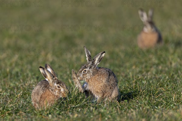 Tense calm between male and female (Lepus europaeus), the competition is already waiting in the