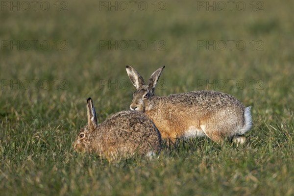 After a wild chase, a male cautiously approaches the female fieldfare (Lepus europaeus), which