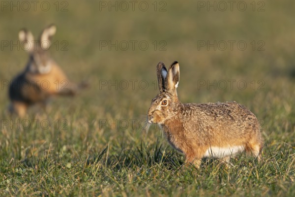 The breather for the fieldfare (Lepus europaeus) is only short-lived, as a buck approaches again,