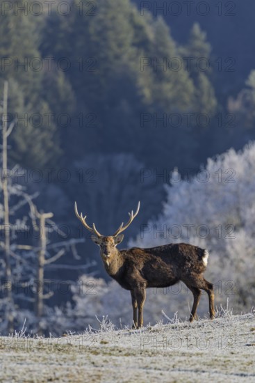 A Japanese sika deer stag (Cervus nippon nippon) stands on a frost-covered meadow in hilly terrain.