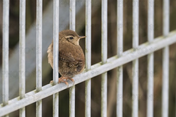 A wren (Troglodytes troglodytes) sits quietly on a metal fence surrounded by a natural background,