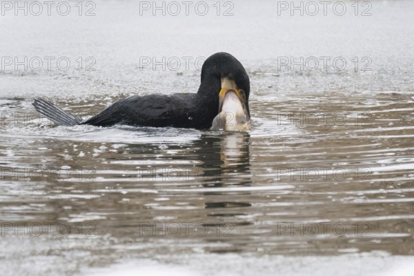 A cormorant (Phalacrocorax carbo) catches a fish in icy water surrounded by a wintry environment,