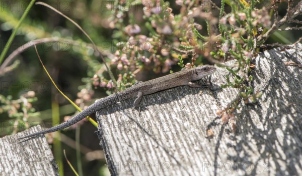 Forest lizard (Zootoca vivipara) or mountain lizard (syn. Lacerta vivipara), also known as bog