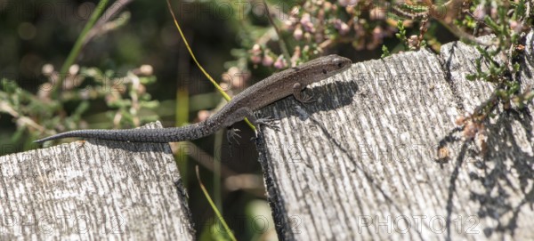 Forest lizard (Zootoca vivipara) or mountain lizard (Syn. Lacerta vivipara), also bog lizard, runs,