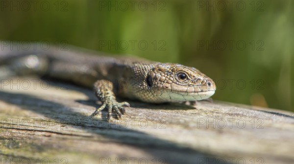 Forest lizard (Zootoca vivipara) or mountain lizard (Syn. Lacerta vivipara), also bog lizard,