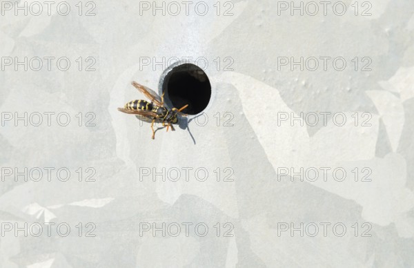 Single house wasp (Polistes dominula), also called European Paper Wasp or French wasp (formerly