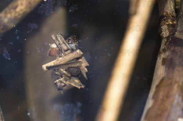 Larva of a caddisfly (Trichoptera), caddisfly larva looking out of caddis, protective cover, shell