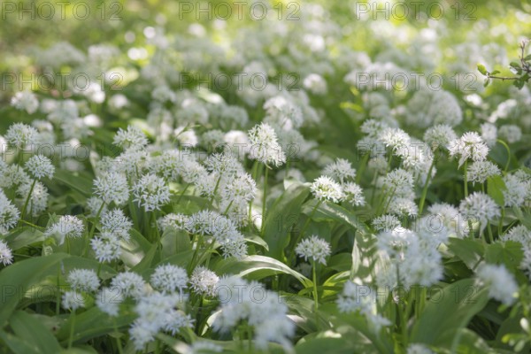 A carpet of flowering wild garlic (Allium ursinum) in a sunny forest, medicinal plant, medicinal