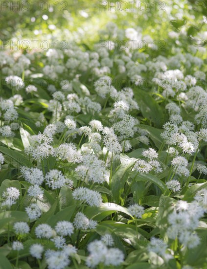 A carpet of flowering wild garlic (Allium ursinum) in a sunny forest, medicinal plant, medicinal