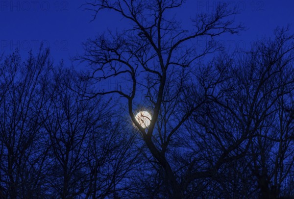 Full moon between bare trees, Upper Austria